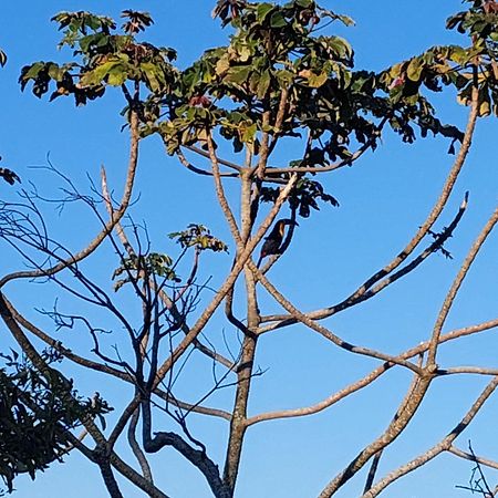فندق Chale Com Piscina Florianópolis المظهر الخارجي الصورة